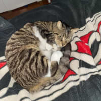 Photo of Chester   Located In Richmond