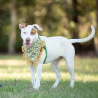 Photo of Winnie (Previously Juno)