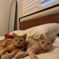 Photo of Tigger