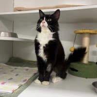 Photo of Binx
