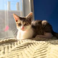 Photo of Athena