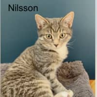 Photo of Nilsson
