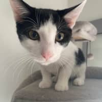 Photo of Rascal 
