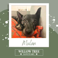 Photo of Mulan