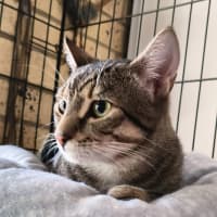 Photo of Niblet