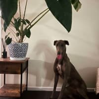Photo of Juno The Greyhound 
