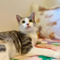 Photo of Willow   Located In Doreen