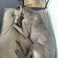 Photo of Juno The Greyhound 