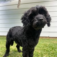 Photo of Chase   10 Month Old Cavoodle