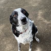 Photo of Willow