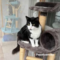 Photo of Papatuanoku