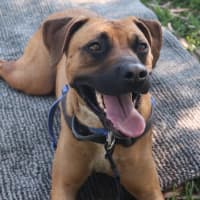 Photo of Digger