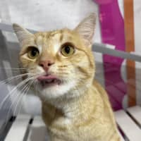 Photo of Pumpkin Sam