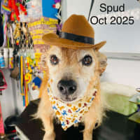 Photo of Spud