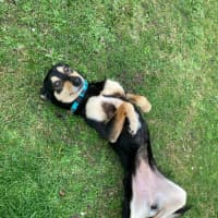 Photo of Toxi