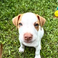 Photo of Reggie/Jingle