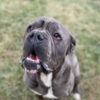 Photo of Cyrus (Billy Ray)