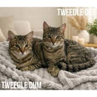Photo of 13240 & 13241   Tweedle Dee & Tweedle Dum
