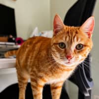 Photo of Cordelia