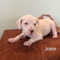 Photo of Joker