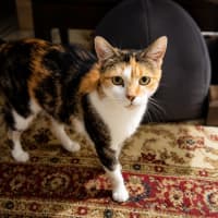 Photo of Cindy Clawford
