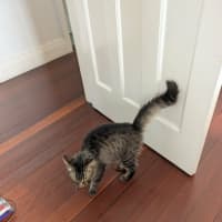 Photo of Berlioz