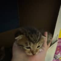 Photo of Scottie (Fang)