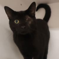 Photo of Sirius