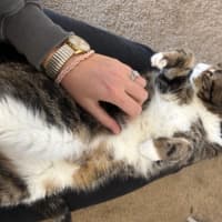 Photo of Tiddles   13 Year Old Domestic Short Hair