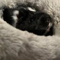 Photo of Moon & Eclipse 