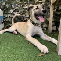 Photo of Skye