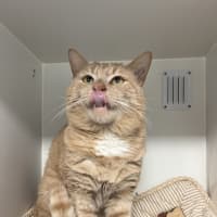 Photo of Bam Bam