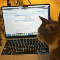 Photo of Pretzel