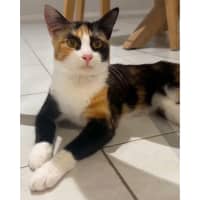 Photo of 9736   Rocket