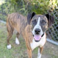 Photo of Xena