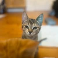 Photo of Meisha