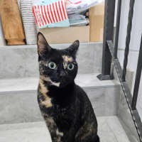 Photo of Meowie