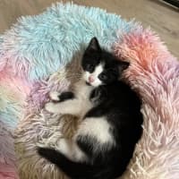 Photo of Oreo