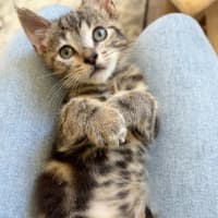 Photo of Loki