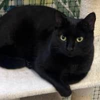 Photo of Callie