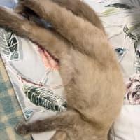 Photo of Bluebelle 