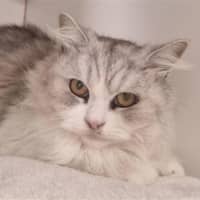 Photo of Prince Ali