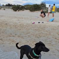 Photo of Baxter 