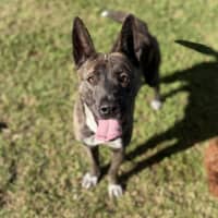 Photo of Abby Imp 1408
