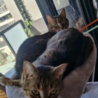 Photo of Daisy & Lilach 