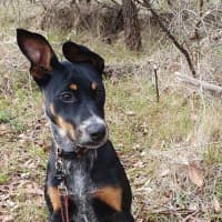Photo of Roxy
