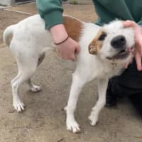 Photo of Daffodil