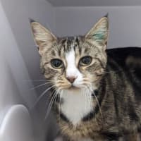 Photo of Sadie The Purring Lady