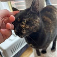 Photo of Emilia * 9 Lives Project Rescue*