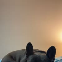 Photo of Arnie   4 Year Old French Bulldog